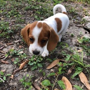 Meet your Posher, Rose